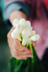 A farmer woman holds fresh green onions in her hands. Bunch of young green onions
