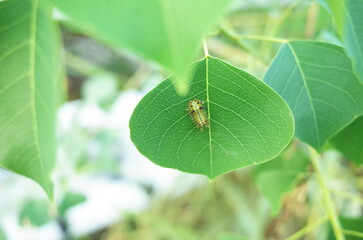 ナンキンハゼにヒロヘイアオイラガの幼虫