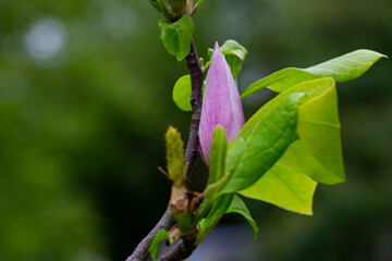 Obraz premium bud of pink Magnolia Soulangeana on a branch with leaves on a blurred green background, selective focus