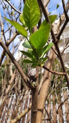 snail on a branch