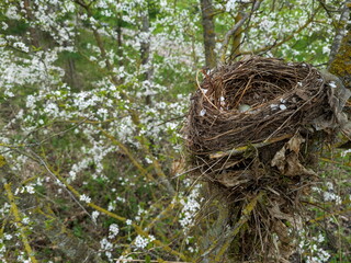 Thrush eggs in the nest. Nest on a tree branch in the forest.