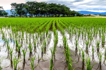 滋賀県　梅雨の田園の風景