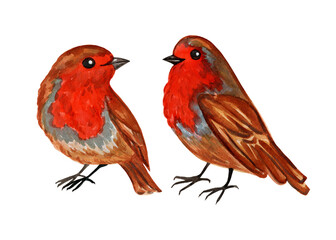 Watercolor hand drawn robin songbirds