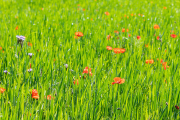 Red poppy flowers in a field of wheat in a typical rolling hill landscape. The contrast between the green colour of wheat is amazing with the typical red color of the flower under an nice blue sky