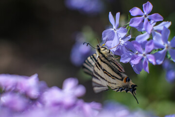 Phlox subulate. Beautiful pink plant with dense flowering. Carpet flowers.
