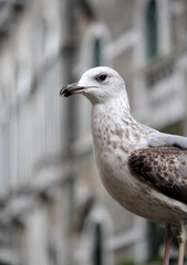 Seagull buy Venice canal street. Close up photo of a bird. Architecture of Venice, Italy. 