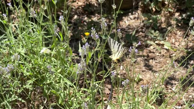 Butterfly (Iphiclides Podalirius) on a flowering lavender meadow slow motion