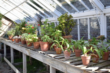 Old greenhouse with amaryllis, pelargonium and other plans in terracotta pots.