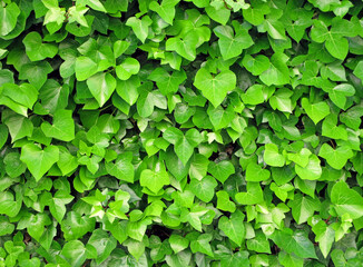 Fototapeta na wymiar Hedge of green and fresh large-leafed ivy