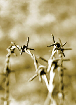 Barbed wire with close focus on sharp barbs