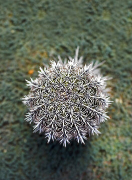 Closeup of cactus with sharp spines 
