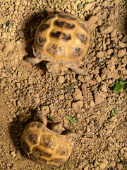 Two small land turtles