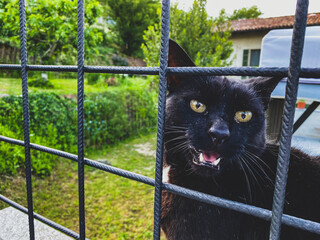 Black cat over the grate