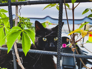 Black cat over the grate