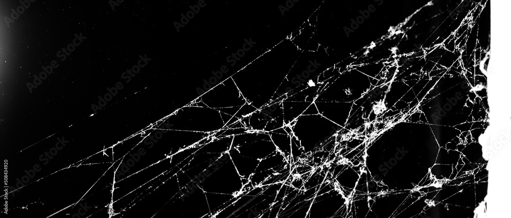 Wall mural spider web on a dark background