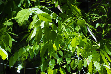 green leaves at night