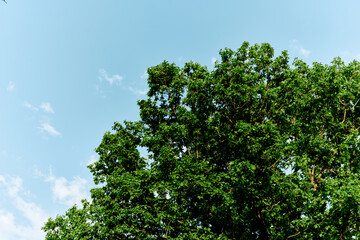 Spring green leaves on a tree against a blue sky,