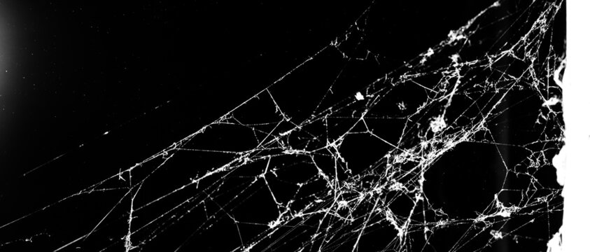 Spider Web On A Dark Background