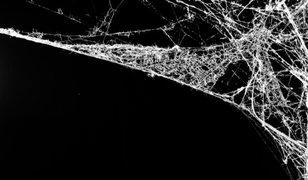 spider web on a dark background