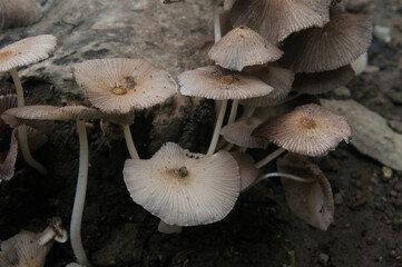 Wood mushroom, a plant that usually lives during the rainy season on fallen tree trunks around the house