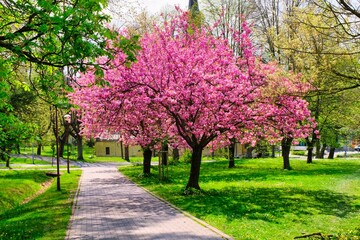 Beautifully blooming sakura in the park, green grass