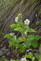 Blooming wild strawberries at the edge of the forest