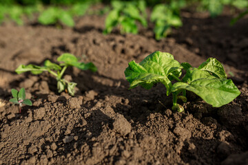 Beans planted on seedlings. Vegetable garden, agriculture, rural, business