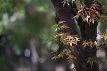 参道の紅葉