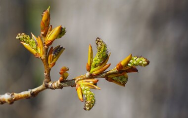 tree, spring, nature, branch, plant, leaf, flower, bud, blossom, leaves, season, forest, trees, birch, growth, autumn, summer, garden, close-up, winter, flora, closeup, bloom, 