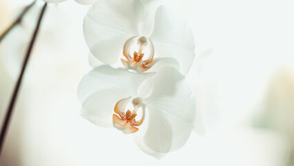 Beautiful White Phalaenopsis orchid flowers on pastel background. Tropical flower, branch of orchid close up. Orchid background. Holiday, Women's Day, Flower Card, beauty