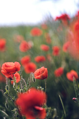 Poppies growing in a green field. High quality photo