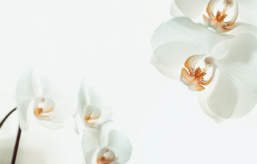 Fototapeta na wymiar Beautiful White Phalaenopsis orchid flowers on pastel background. Tropical flower, branch of orchid close up. Orchid background. Holiday, Women's Day, Flower Card, beauty