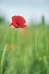 single Poppy growing in a green field. High quality photo