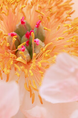 Obraz na płótnie Canvas Close up of a peony flower with the stamens highlighted