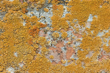 Brick wall overgrown with moss. Macro
