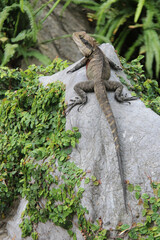 lizard in a park in sydney (australia) 