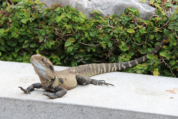 lizard in a park in sydney (australia) 