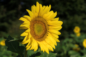 Bright Yellow Sunflower in Summer