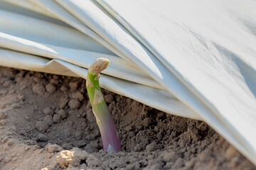 Selective focus of fresh green asparagus in the ground, A perennial flowering plant species in the genus Asparagus, Its young shoots are used as a spring vegetable, Nature background.