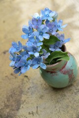 Oxypetalum coeruleum is a species of flowering plant, native to South America from southern Brazil to Uruguay.
Rare exotic plants,Bouquet of flowers in a small, self-painted ceramic vase.
