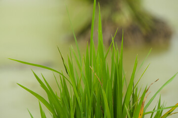 Rice seeds ready for planting. With superior seeds, yields can be maximized