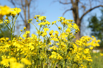 Fototapeta premium Beautiful yellow wildflowers growing in meadow on sunny day