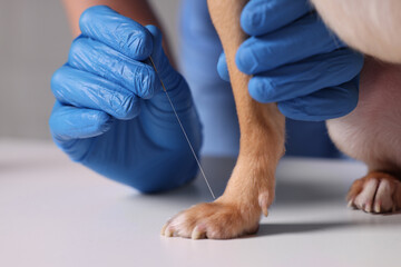 Veterinary holding acupuncture needle near dog's paw, closeup. Animal treatment