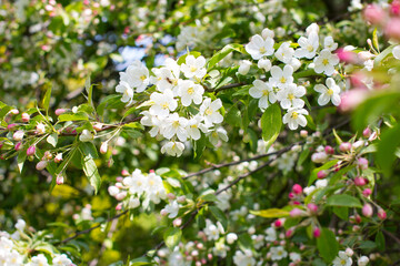 Blooming white apple tree in the garden. White trees