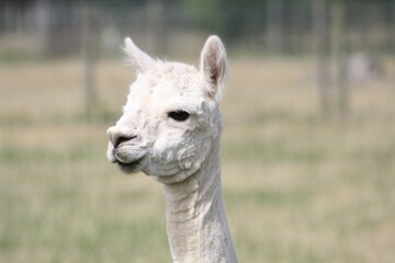 Obraz premium white llama portrait