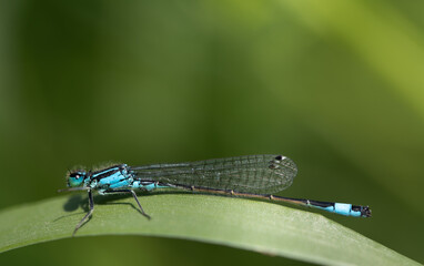 Close-up of a Small Feathered Dragonfly (Platycnemis pennipes) sitting on a long blade of grass against a green background in nature