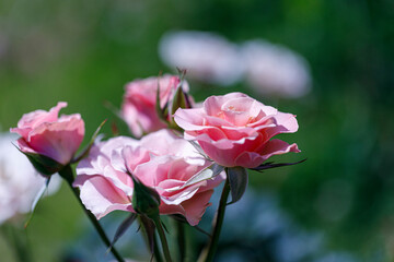 ピンク色のバラ(しののめ)