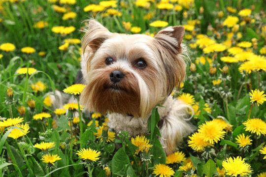 Cute Yorkshire terrier among beautiful dandelions in meadow on sunny spring day