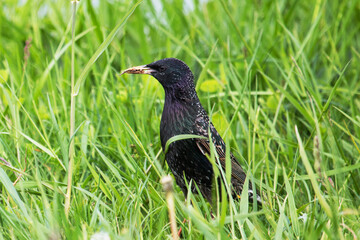 Colorful starling in the meadows with an insect in its beak 