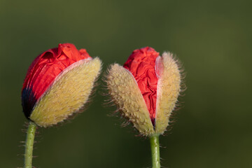 Close-up of two buds of the red corn poppy against a green background just opening.